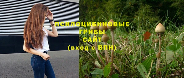 прущие грибы Верея